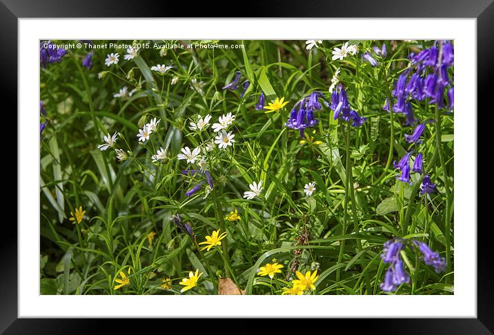  Wildflowers Framed Mounted Print by Thanet Photos