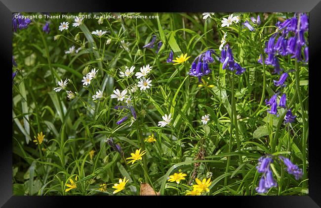  Wildflowers Framed Print by Thanet Photos