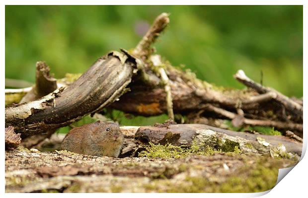  Sneeky Bank Vole Print by Ashley Jackson