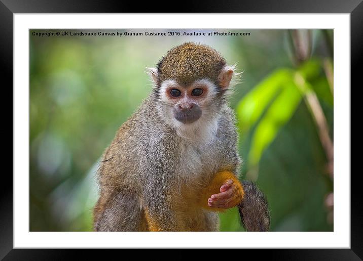  Squirrel Monkey Framed Mounted Print by Graham Custance