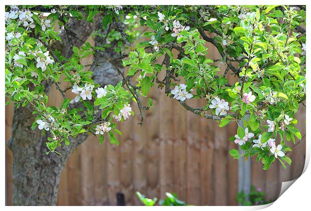  Apple Blossom Tree Print by Lauren Boyce