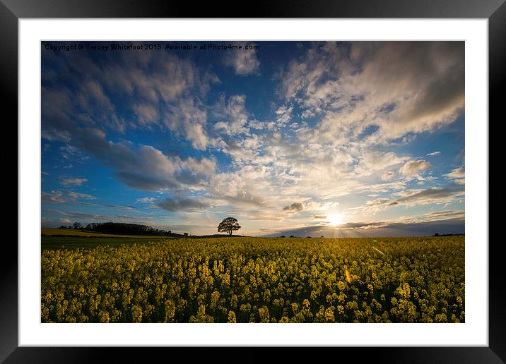  Rapeseed Sunset  Framed Mounted Print by Tracey Whitefoot