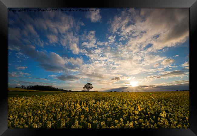  Rapeseed Sunset  Framed Print by Tracey Whitefoot