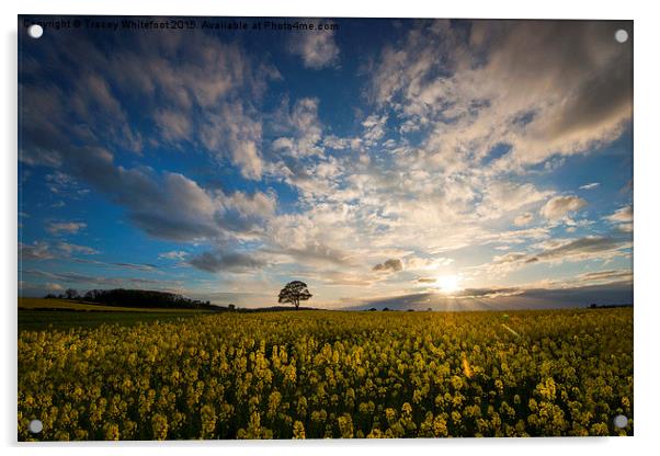  Rapeseed Sunset  Acrylic by Tracey Whitefoot