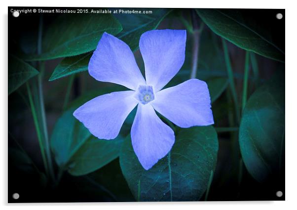  Beautiful Little Violet Wild Flower Acrylic by Stewart Nicolaou