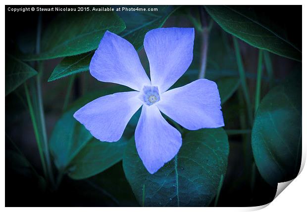  Beautiful Little Violet Wild Flower Print by Stewart Nicolaou