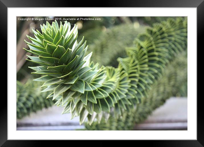 Monkey Puzzle Tree Framed Mounted Print by Megan Chown