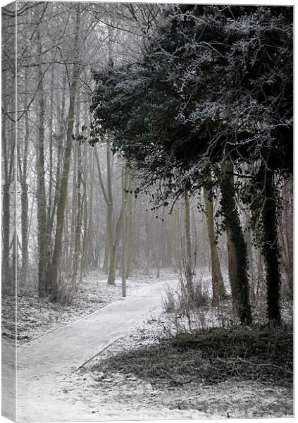 Winter Path Canvas Print by Karen Martin