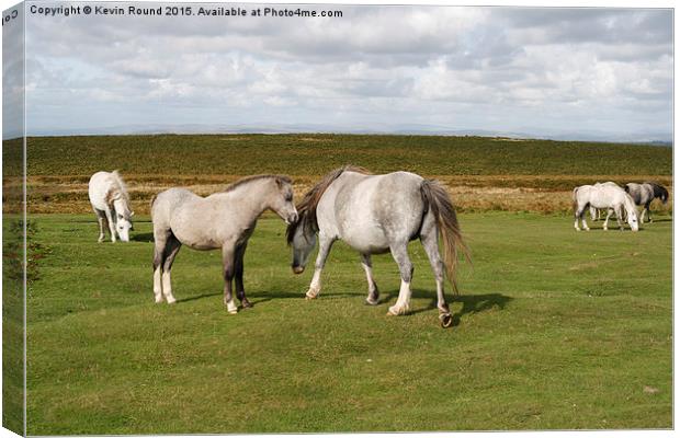 Wild horses on the Gower Peninsula in Wales, UK Canvas Print by Kevin Round