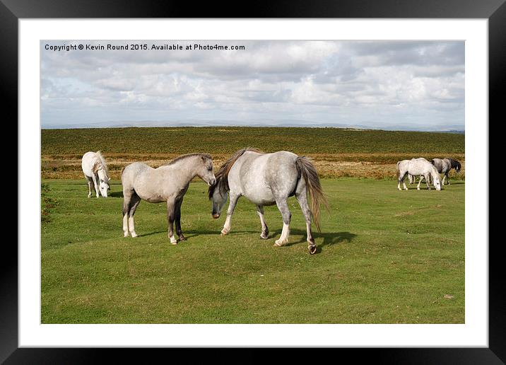 Wild horses on the Gower Peninsula in Wales, UK Framed Mounted Print by Kevin Round