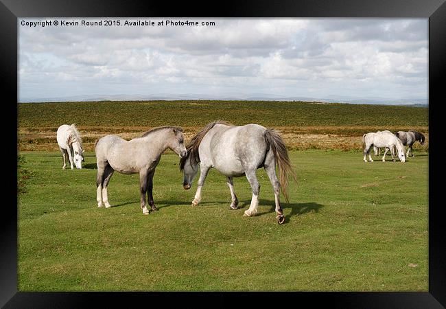 Wild horses on the Gower Peninsula in Wales, UK Framed Print by Kevin Round