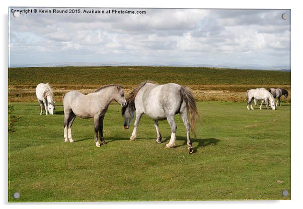 Wild horses on the Gower Peninsula in Wales, UK Acrylic by Kevin Round