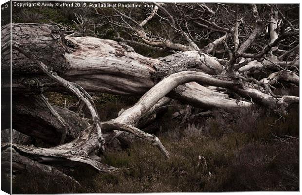  Fallen Trees Canvas Print by Andy Stafford