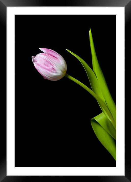 Tulip Framed Mounted Print by Eddie Howland