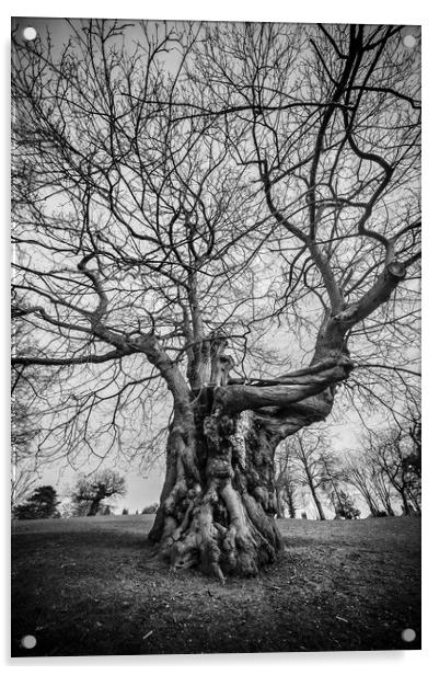  Huge Tree Acrylic by Svetlana Sewell