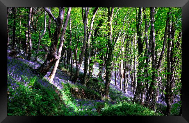  Bluebell Woods at Duloe near Looe in Cornwall Framed Print by Rosie Spooner
