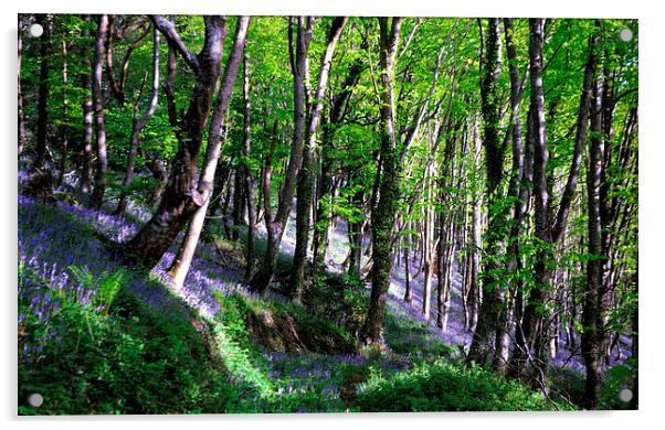  Bluebell Woods at Duloe near Looe in Cornwall Acrylic by Rosie Spooner