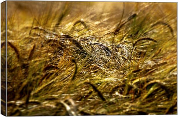 Barley Field. Canvas Print by Jim Moran