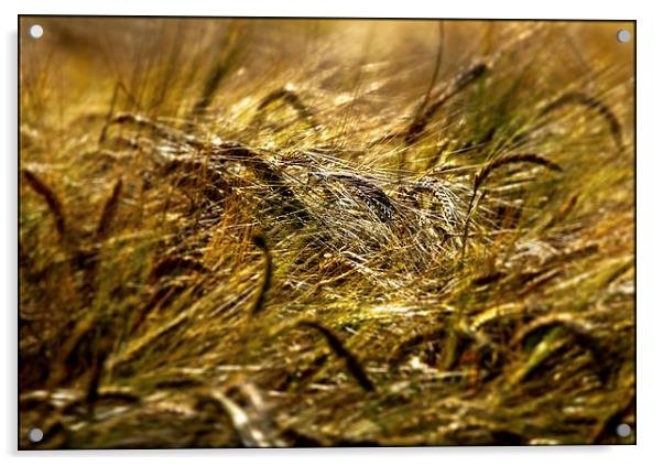 Barley Field. Acrylic by Jim Moran