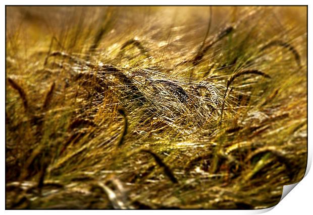 Barley Field. Print by Jim Moran