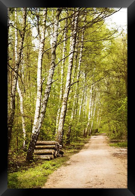Spring birches woods footpath Framed Print by Arletta Cwalina