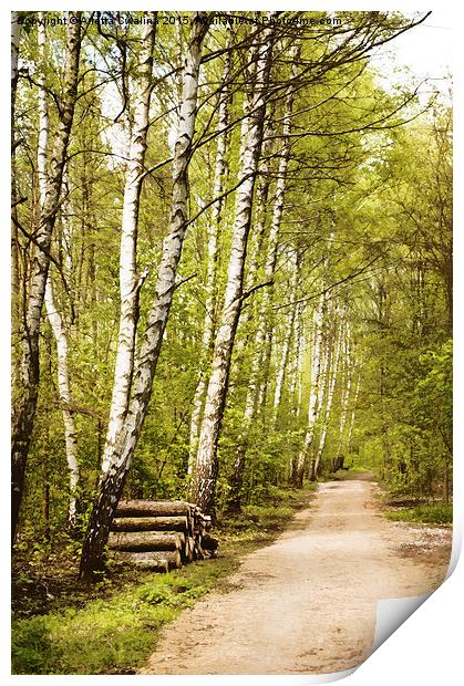 Spring birches woods footpath Print by Arletta Cwalina