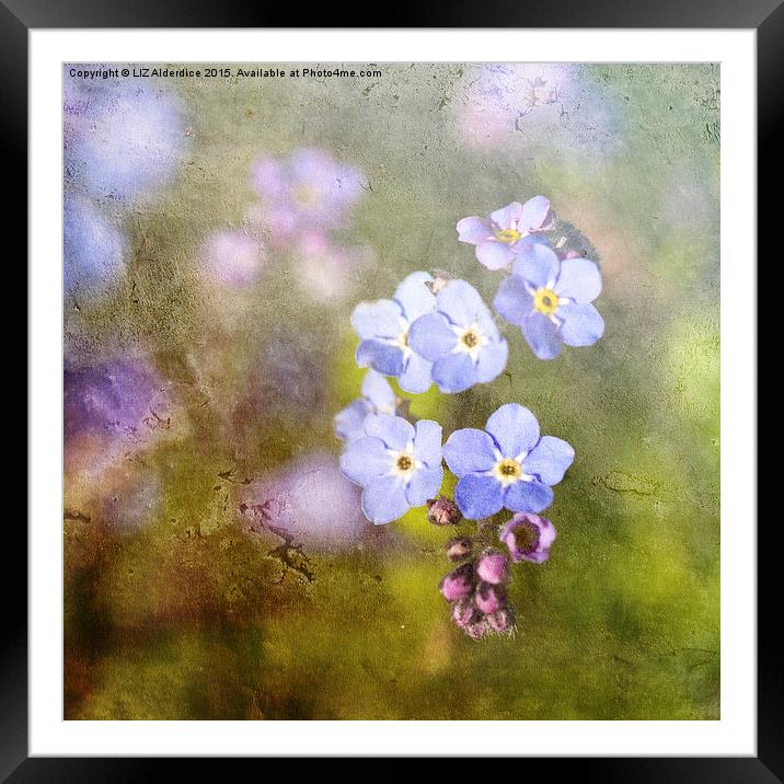  Forget Me Not As Time Goes By Framed Mounted Print by LIZ Alderdice