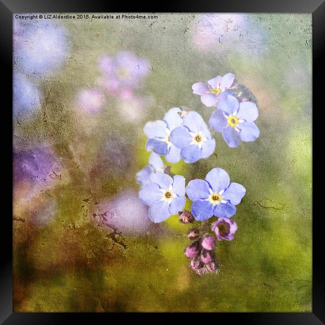  Forget Me Not As Time Goes By Framed Print by LIZ Alderdice