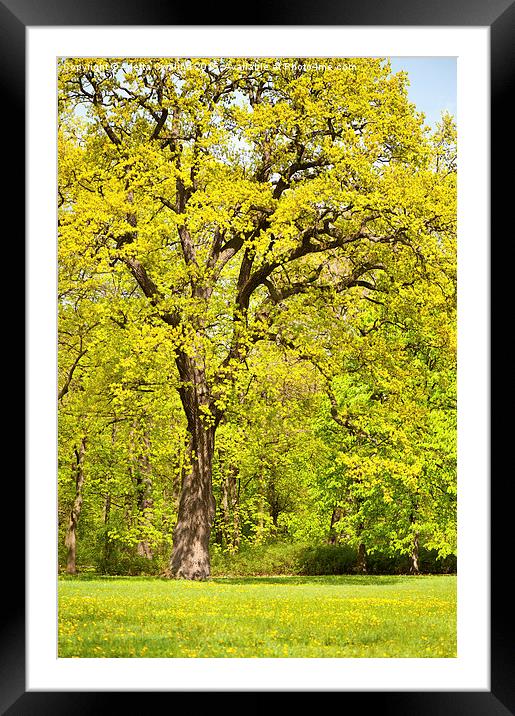 Large spring oak tree Framed Mounted Print by Arletta Cwalina