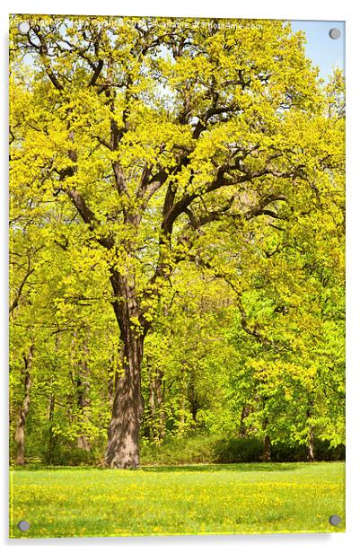 Large spring oak tree Acrylic by Arletta Cwalina