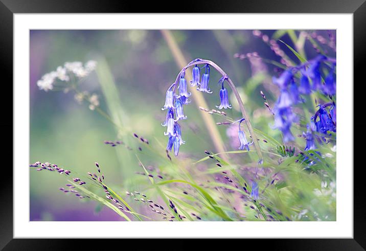  Last Bluebells Framed Mounted Print by Dawn Cox