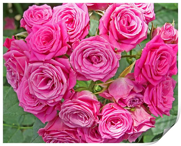  Pink Rose Bouquet Print by Tom and Dawn Gari
