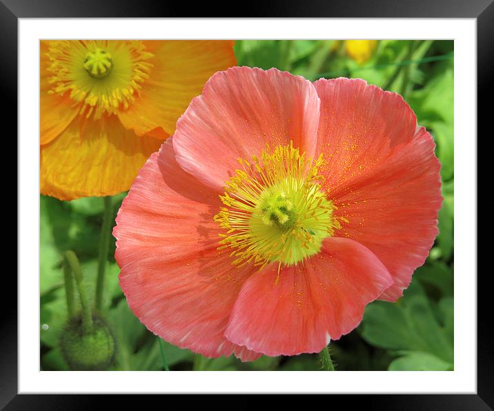 Poppies  Framed Mounted Print by Tom and Dawn Gari