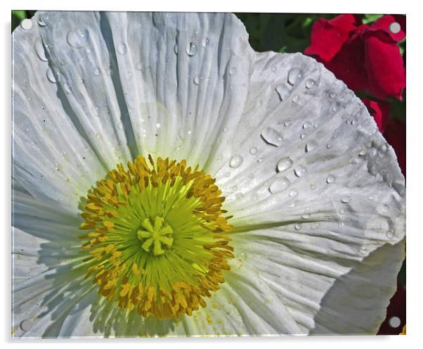  White Daffodil Acrylic by Tom and Dawn Gari