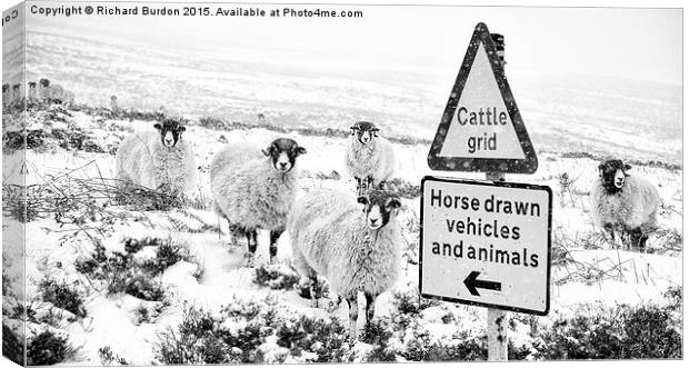 Sheep Which Way? Canvas Print by Richard Burdon