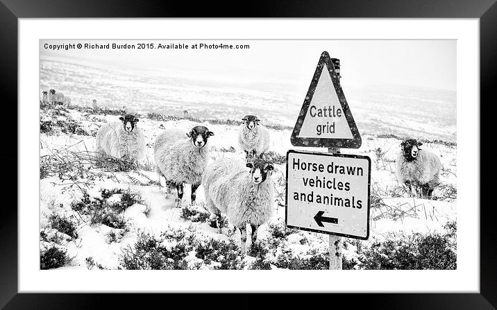 Sheep Which Way? Framed Mounted Print by Richard Burdon