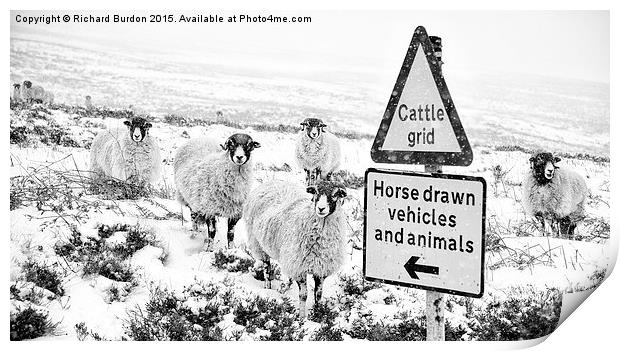 Sheep Which Way? Print by Richard Burdon