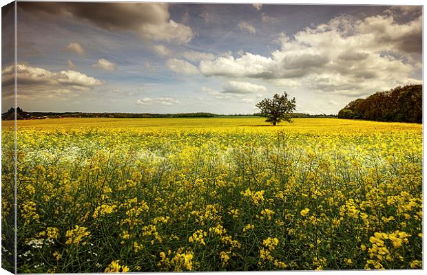  Surrey Countryside Canvas Print by Dean Messenger