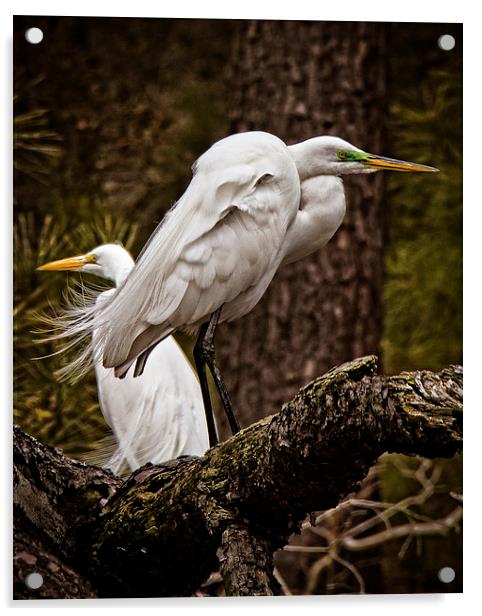  Egrets On A Branch Acrylic by Tom and Dawn Gari