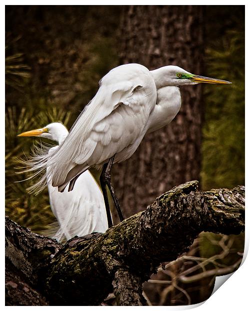  Egrets On A Branch Print by Tom and Dawn Gari