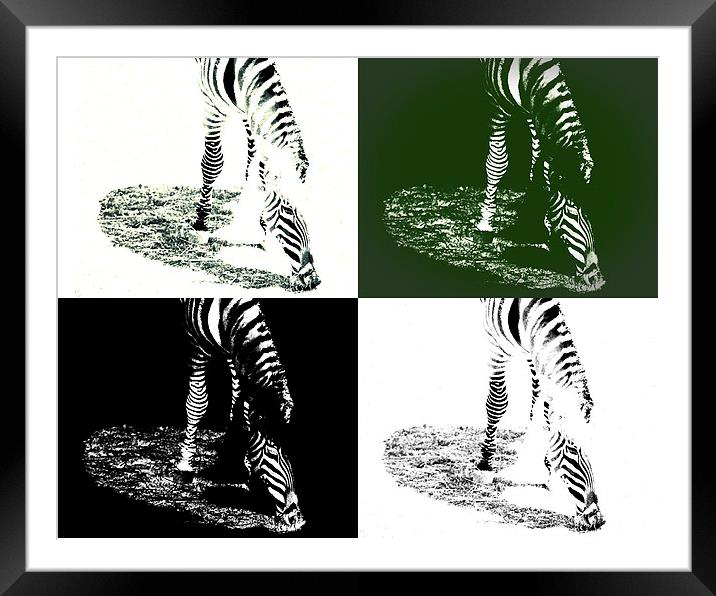  Zebra Abstract Framed Mounted Print by Tom and Dawn Gari