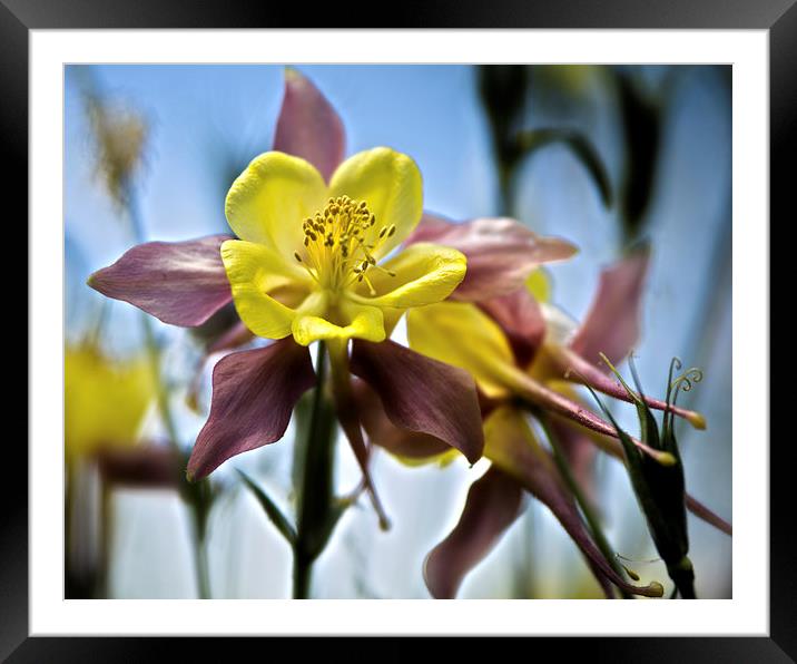  Columbine Flower Framed Mounted Print by Tom and Dawn Gari