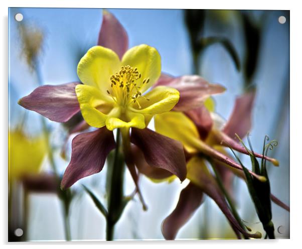  Columbine Flower Acrylic by Tom and Dawn Gari