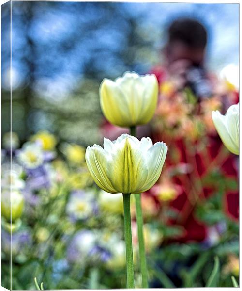  Photographer Behind The Flowers Canvas Print by Tom and Dawn Gari