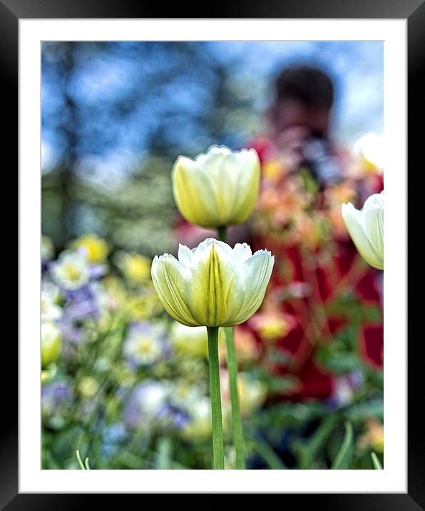  Photographer Behind The Flowers Framed Mounted Print by Tom and Dawn Gari