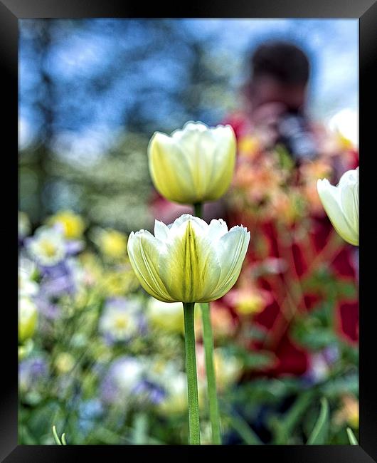  Photographer Behind The Flowers Framed Print by Tom and Dawn Gari