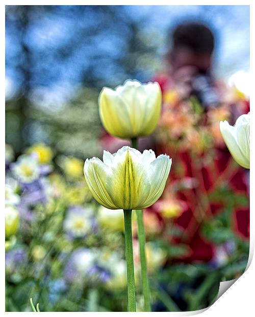  Photographer Behind The Flowers Print by Tom and Dawn Gari