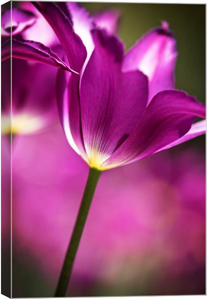  Purple Tulip Canvas Print by Tom and Dawn Gari