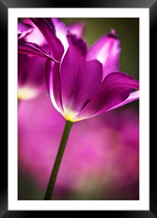  Purple Tulip Framed Mounted Print by Tom and Dawn Gari