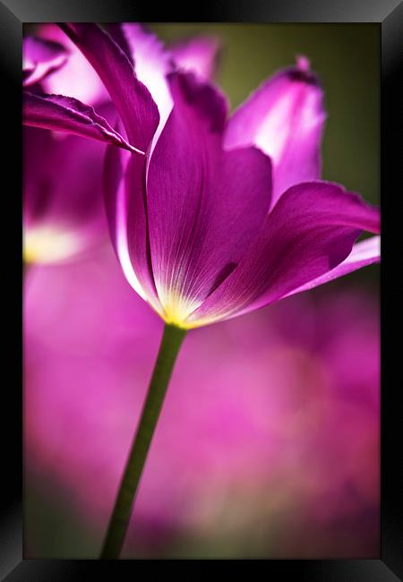  Purple Tulip Framed Print by Tom and Dawn Gari